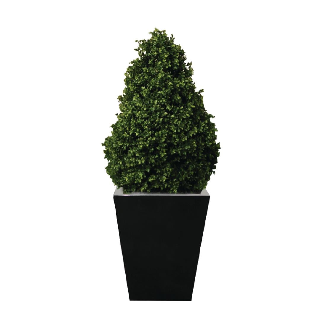 cd159_cd160-buxus-3ft_4ft.jpg