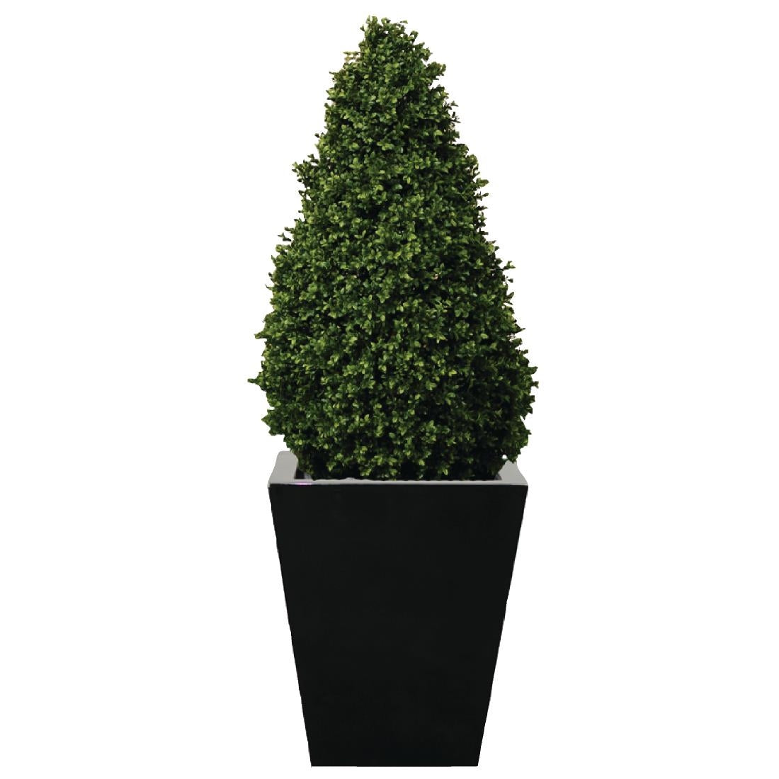 cd160_buxus.jpg