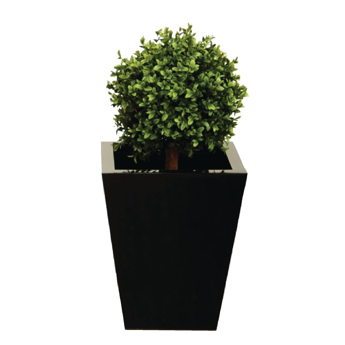 cd161_cd162_boxwood_42cm_50cm.jpg