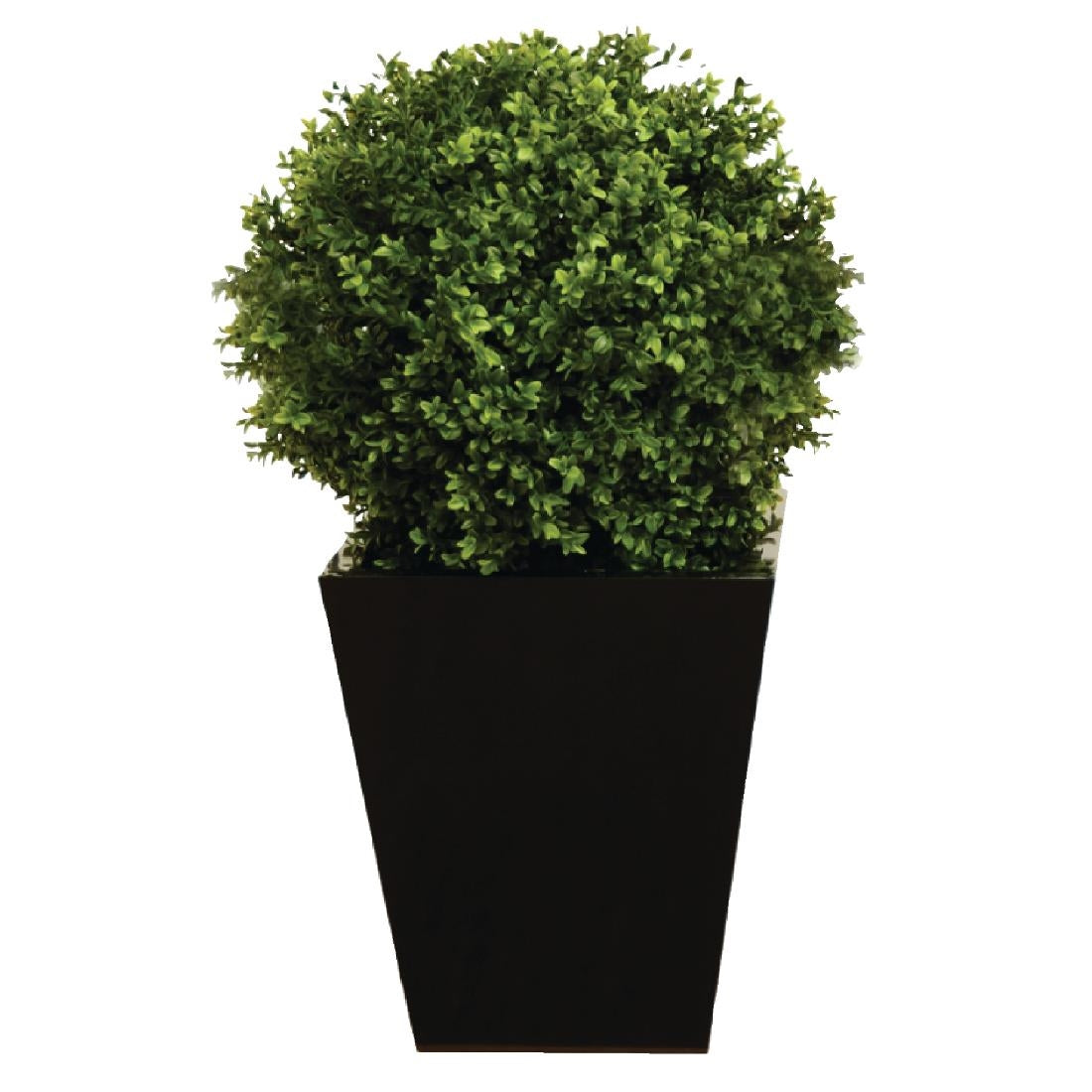 cd162_boxwood.jpg